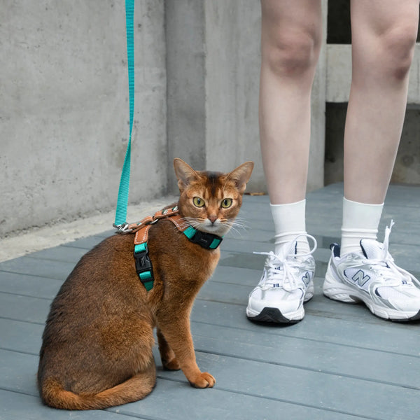 Paw Journeys | Adjustable Cat Harness & Leash Kit