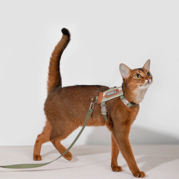Hidream | Striped Cat  Harness & Leash Set