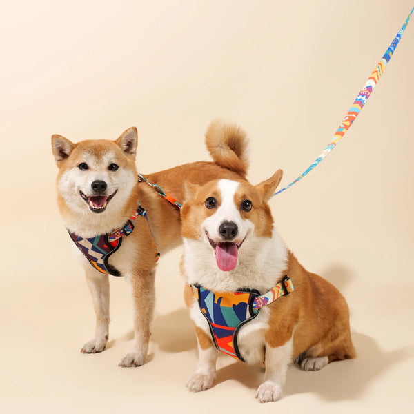Paw Journeys | Adjustable Color-Blocked Dog Harness & Leash Kit