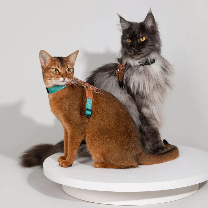 The Top 10 H Style Cat Harnesses for Your Feline Friend Paw Journeys