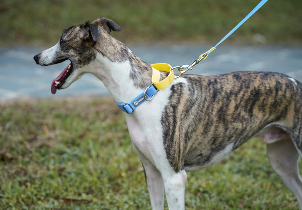 Waterproof training collars