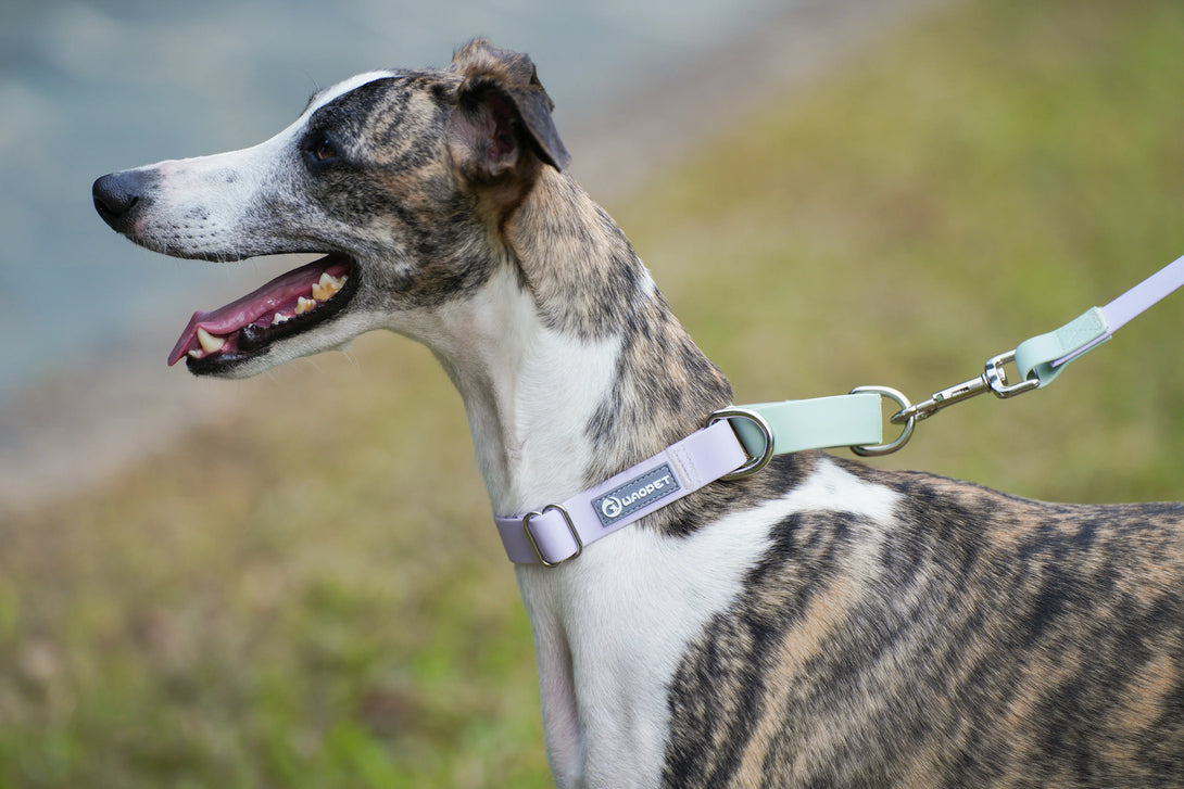 WAOPET Contrasting Colors Waterproof Dog Collar & Leash Kit Green-7