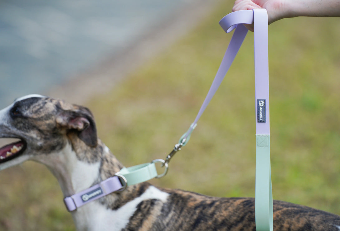 WAOPET Contrasting Colors Waterproof Dog Leash Green-8