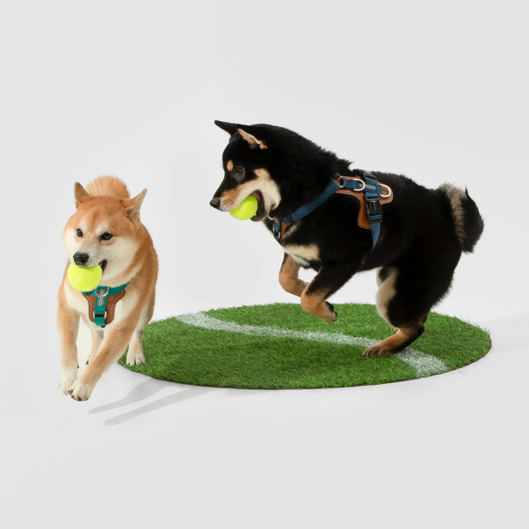 Easy Walking Dog Harness-Scene12