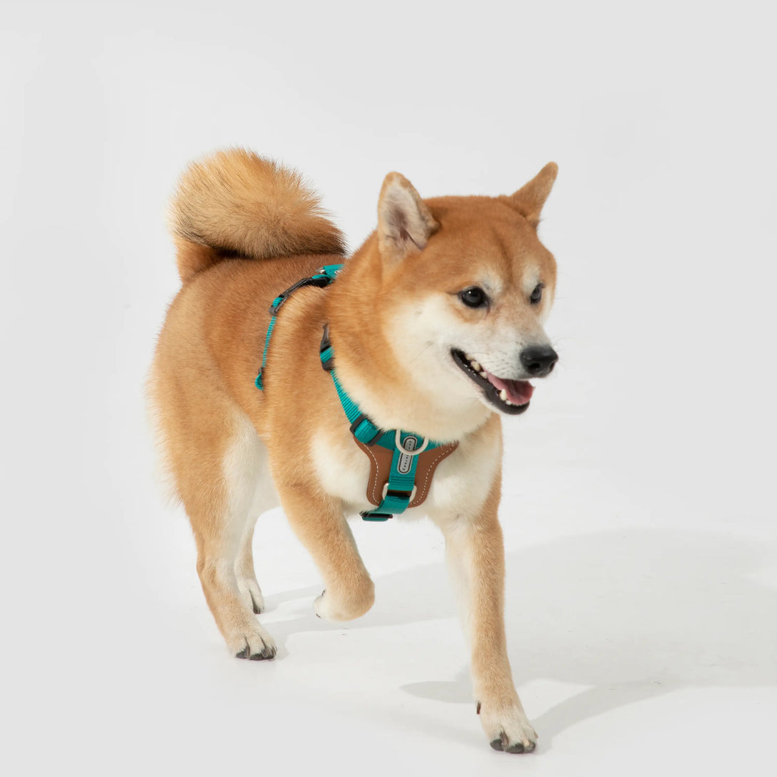 Easy Walking Dog Harness-Scene13