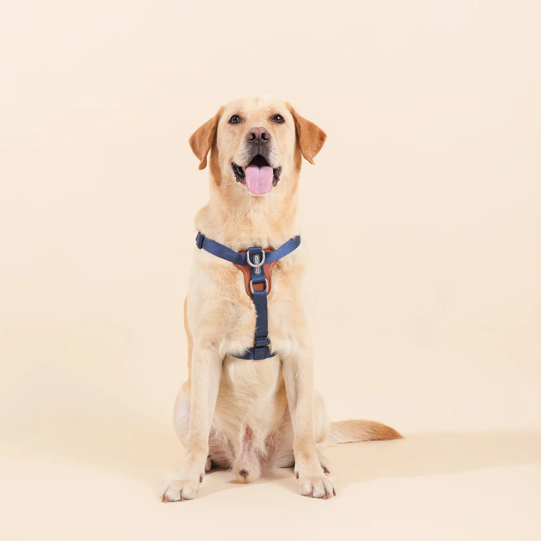 Easy Walking Dog Harness-Scene17