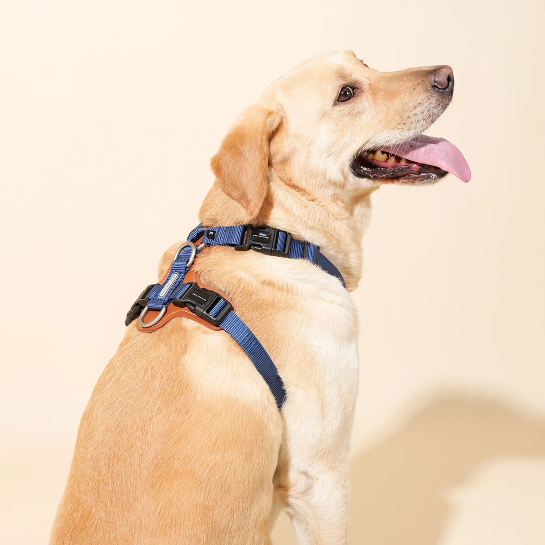 Easy Walking Dog Harness-Scene25