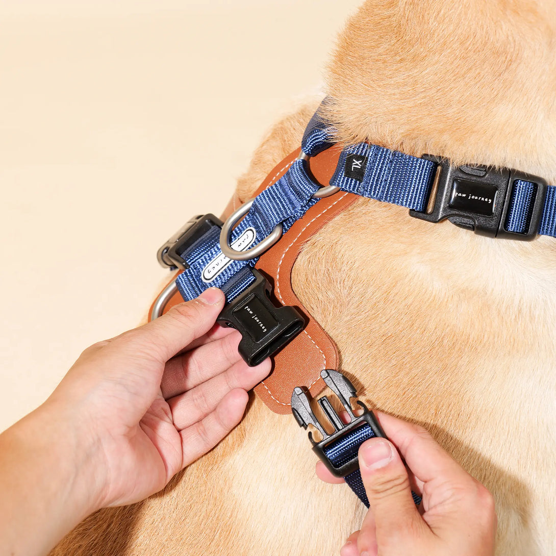 Easy Walking Dog Harness-Scene26