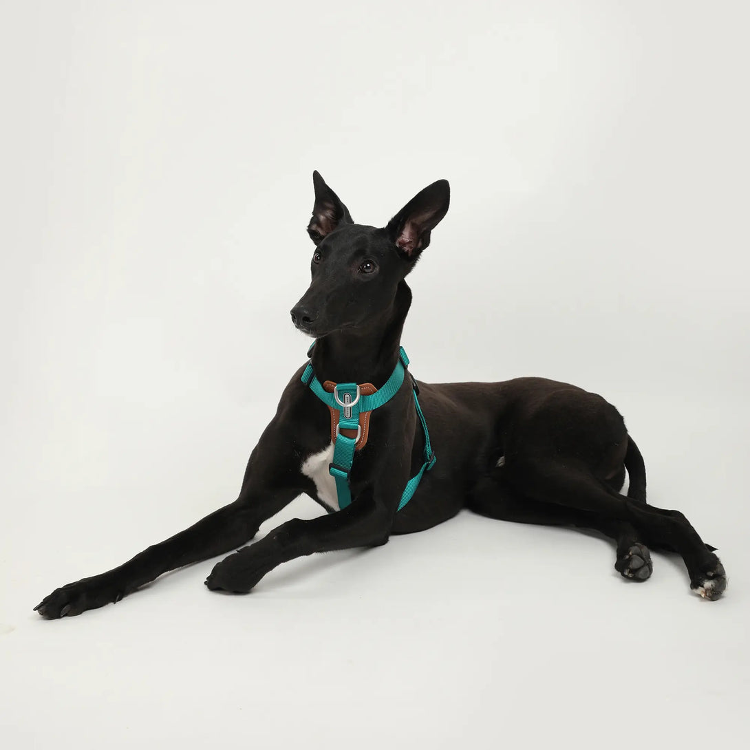 Easy Walking Dog Harness-Scene9