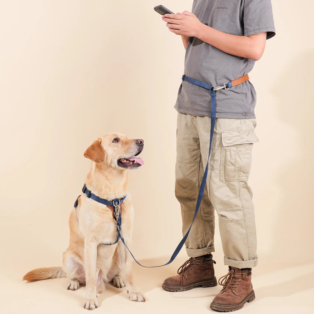 Easy Walking Dog Harness And Leash Kit-Scene16