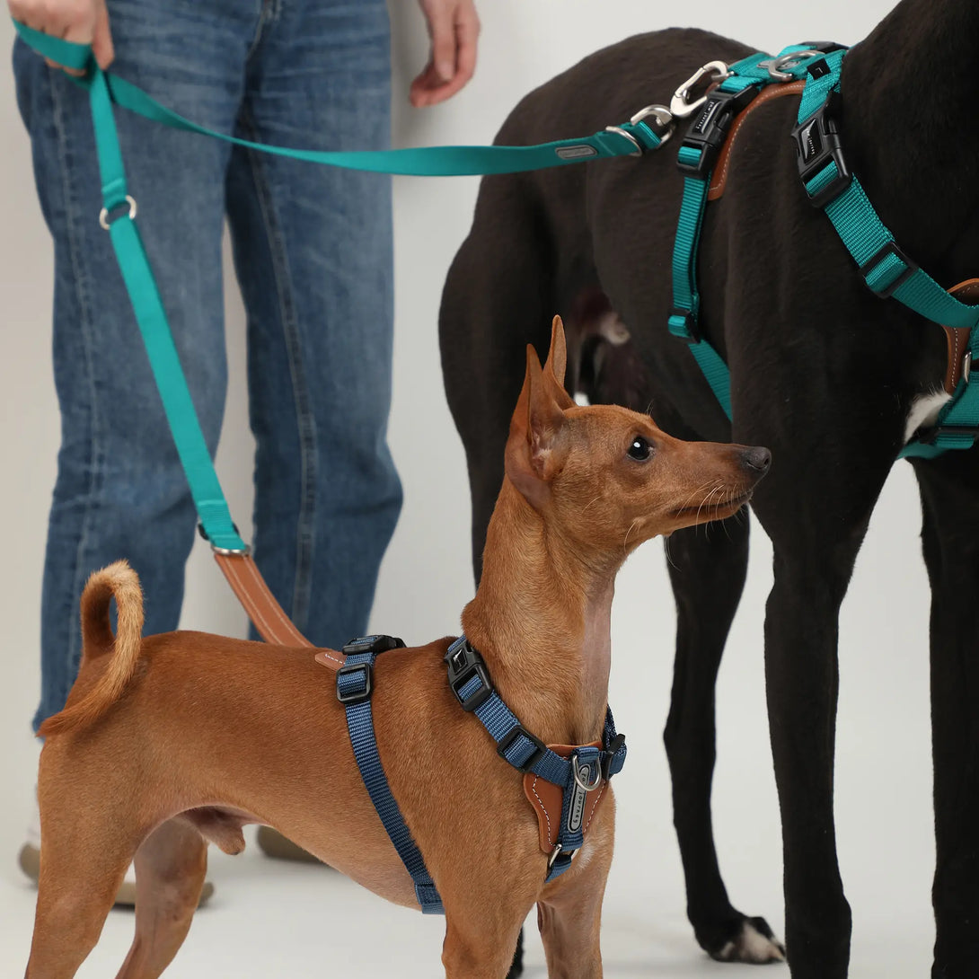 Easy Walking Dog Harness And Leash Kit-Scene2