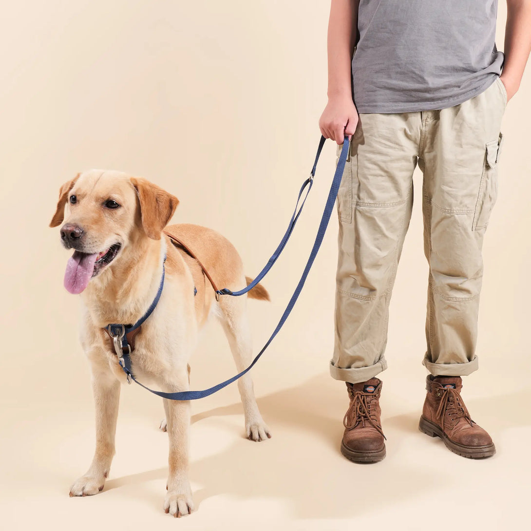 Easy Walking Dog Harness And Leash Kit-Scene23