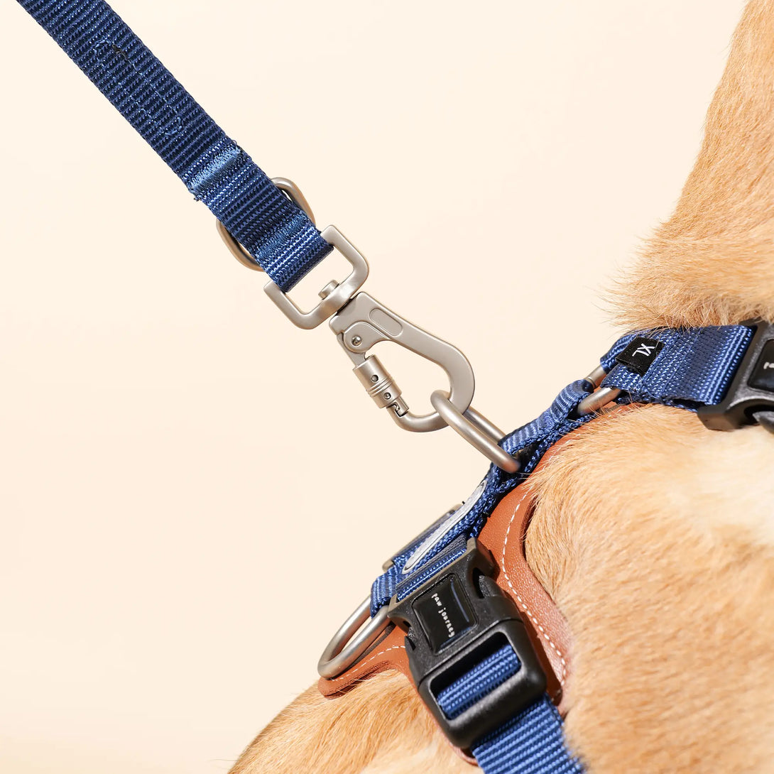 Easy Walking Dog Harness And Leash Kit-Scene27