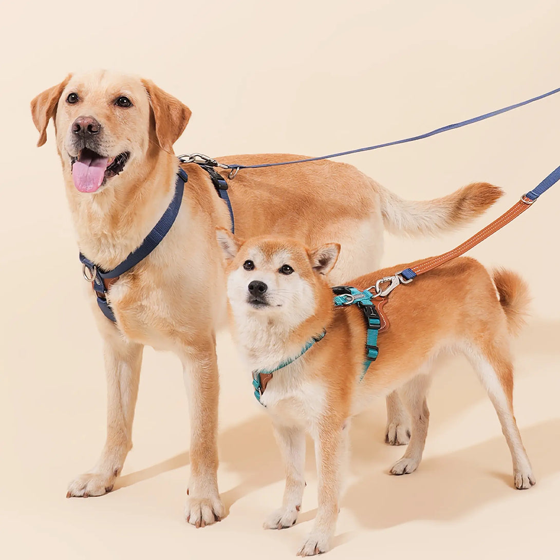 Easy Walking Dog Harness And Leash Kit-Scene28