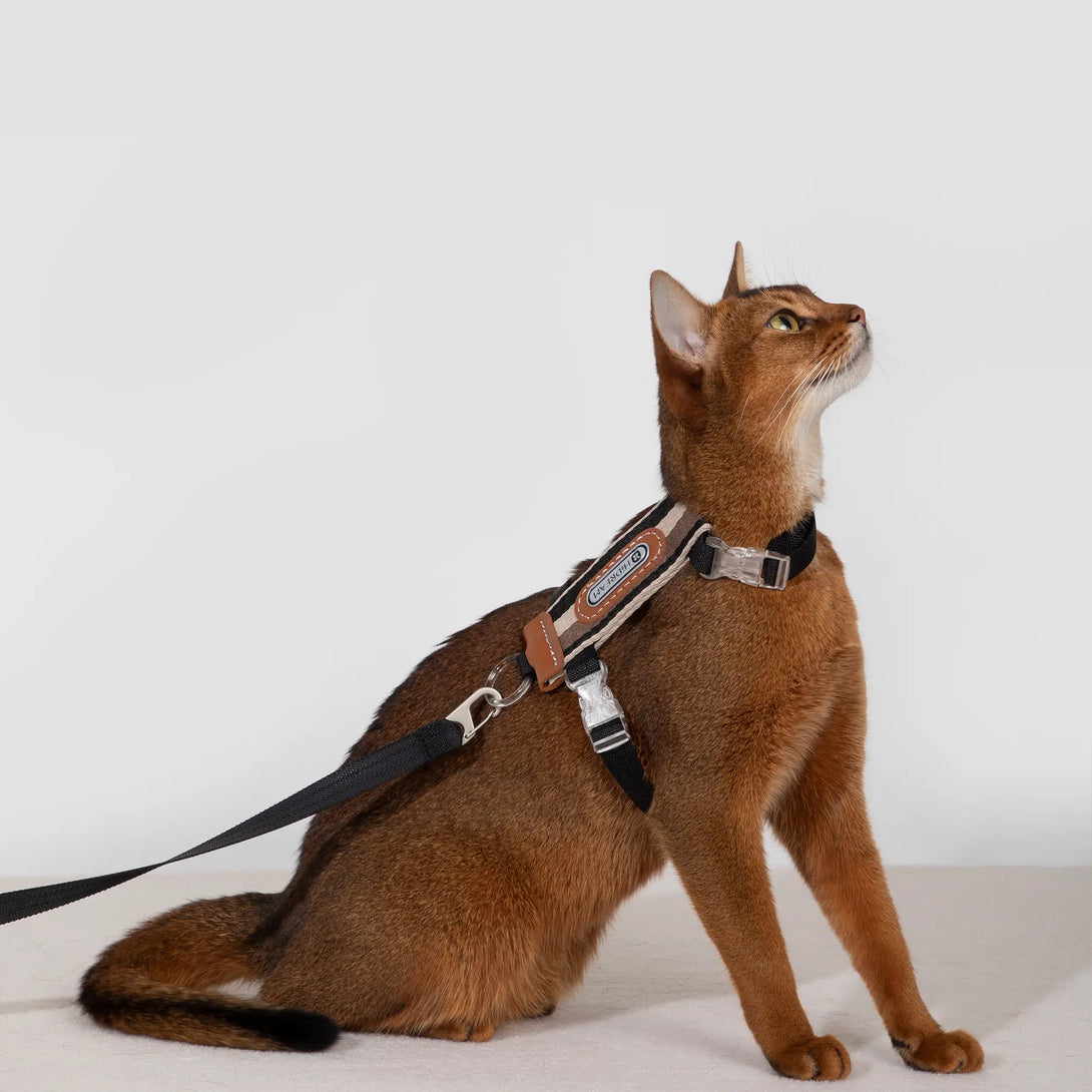 Striped Cat Harness And Leash Black Scene