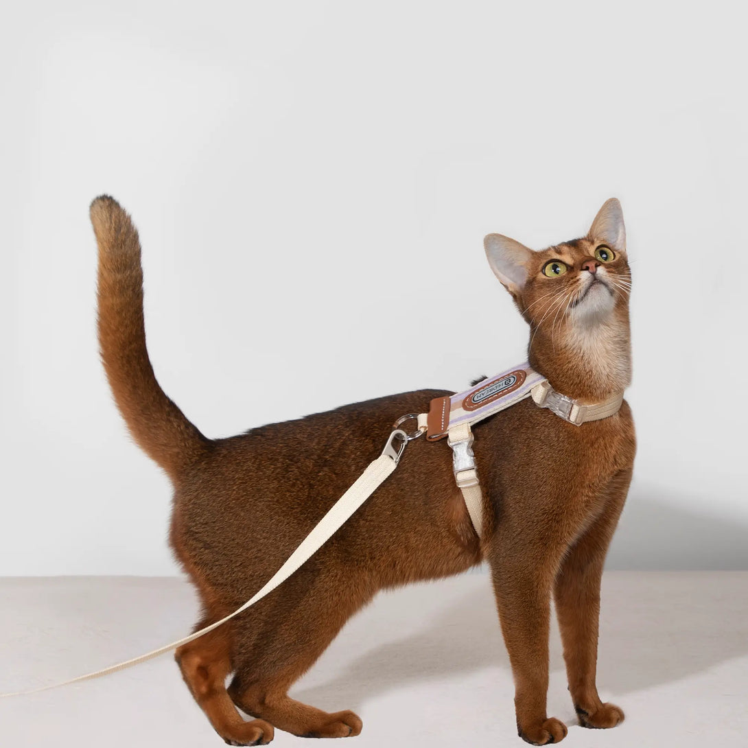 Striped Cat Harness And Leash Purple Scene