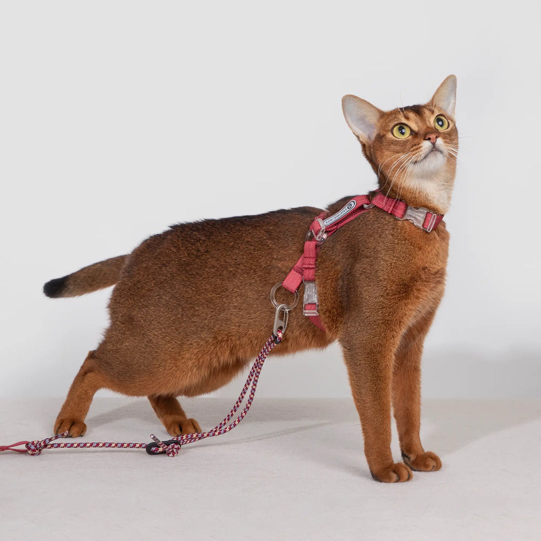 Ultra-Lightweight Cat Harness Red Scene
