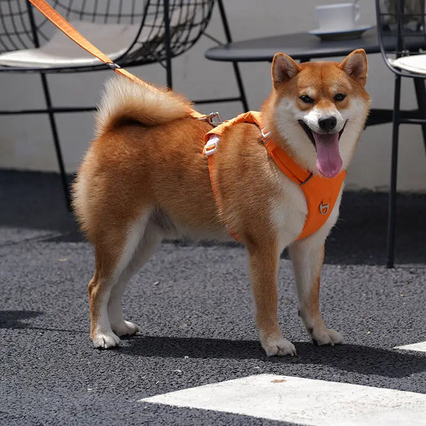 No Pull Cushioned Dog Harness And Leash Kit-Orange-Scene