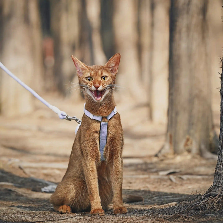 Outdoor Adventure Cat Harness And Leash Kit-Purple-Scene