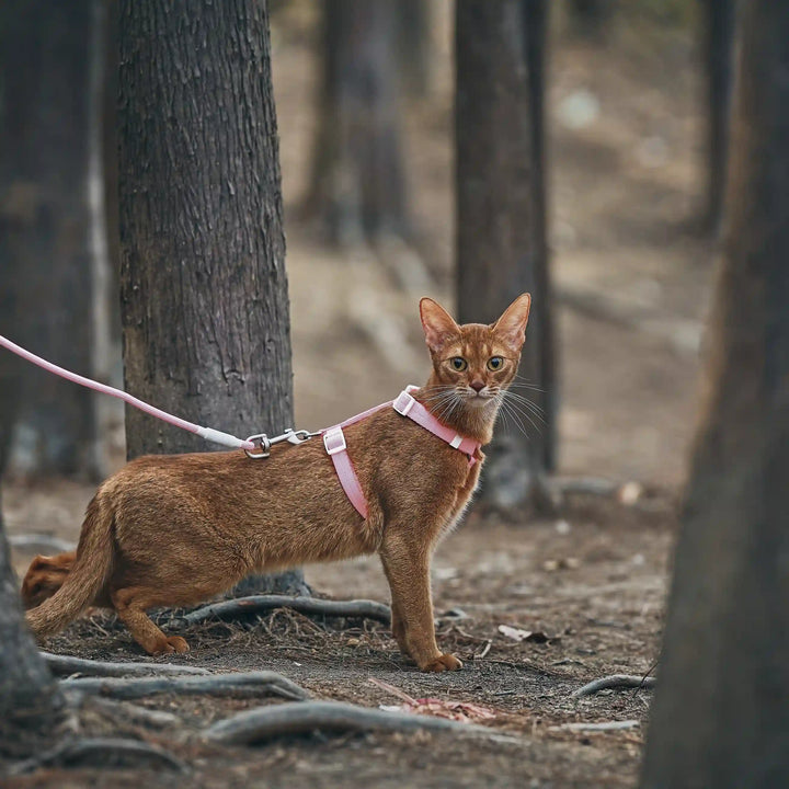 Outdoor Adventure Cat Harness And Leash Kit-Pink-Scene