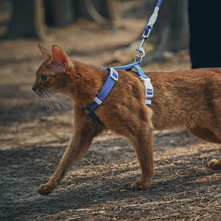 Outdoor Adventure Cat Harness And Leash Kit-Blue-Scene