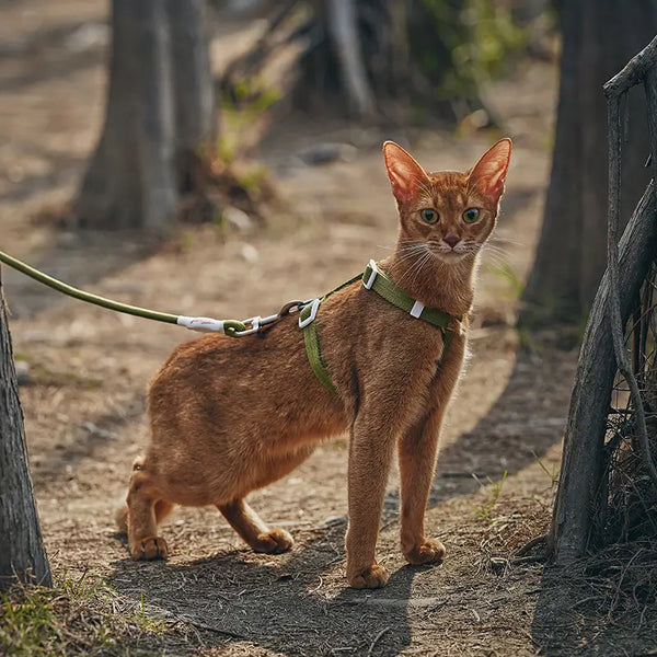 Outdoor Adventure Cat Harness And Leash Kit-Green-Scene