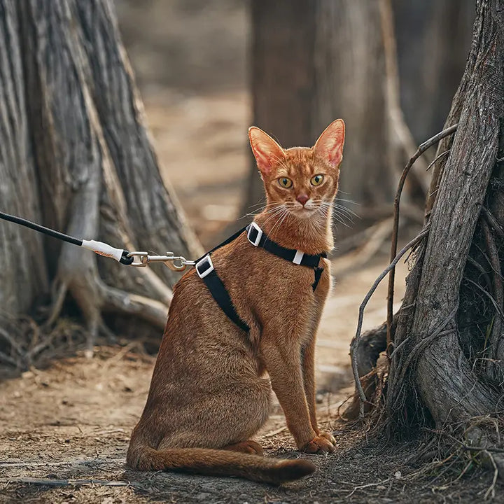 Outdoor Adventure Cat Harness And Leash Kit-Black-Scene1