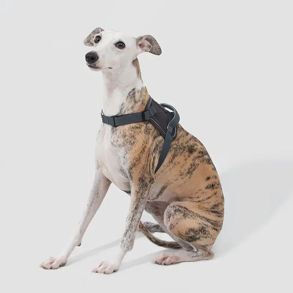 Quick-fit Vest-style Dog Harness & Leash Kit