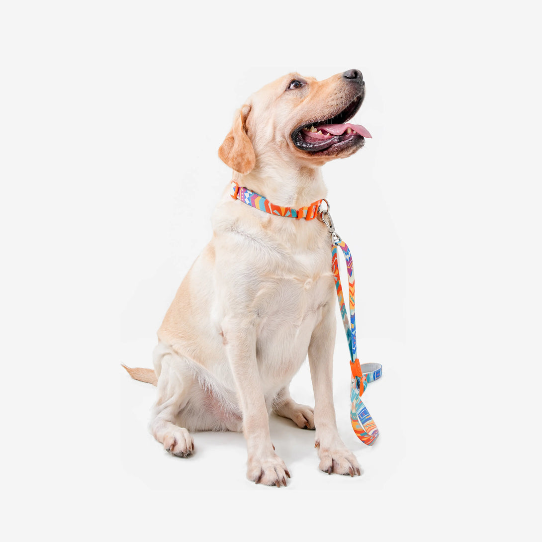 Paw Journeys Adjustable Color-Blocked Dog Collar & Leash Kit Orange-01