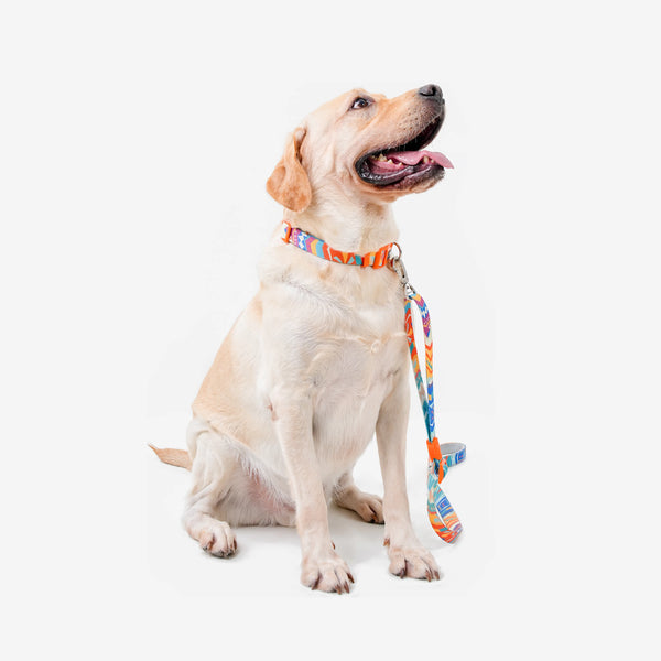 Adjustable Color-Blocked Dog Collar & Leash Kit | Paw Journeys - Paw Journeys
