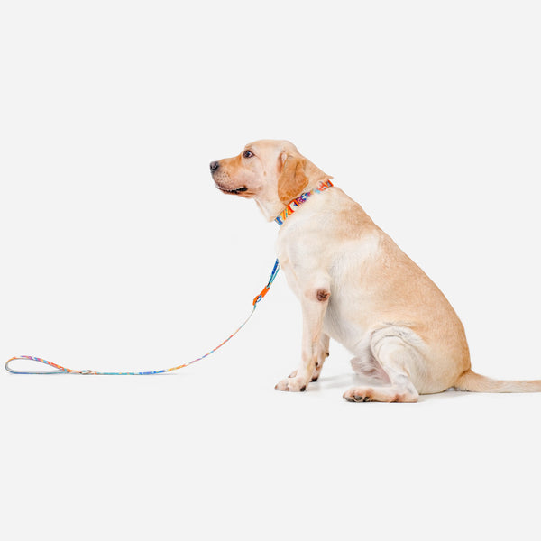Paw Journeys Adjustable Color-Blocked Dog Collar & Leash Kit Orange-02