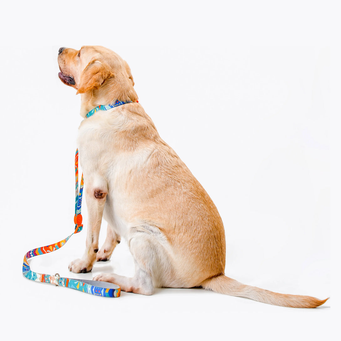 Paw Journeys Adjustable Color-Blocked Dog Collar & Leash Kit Orange-03
