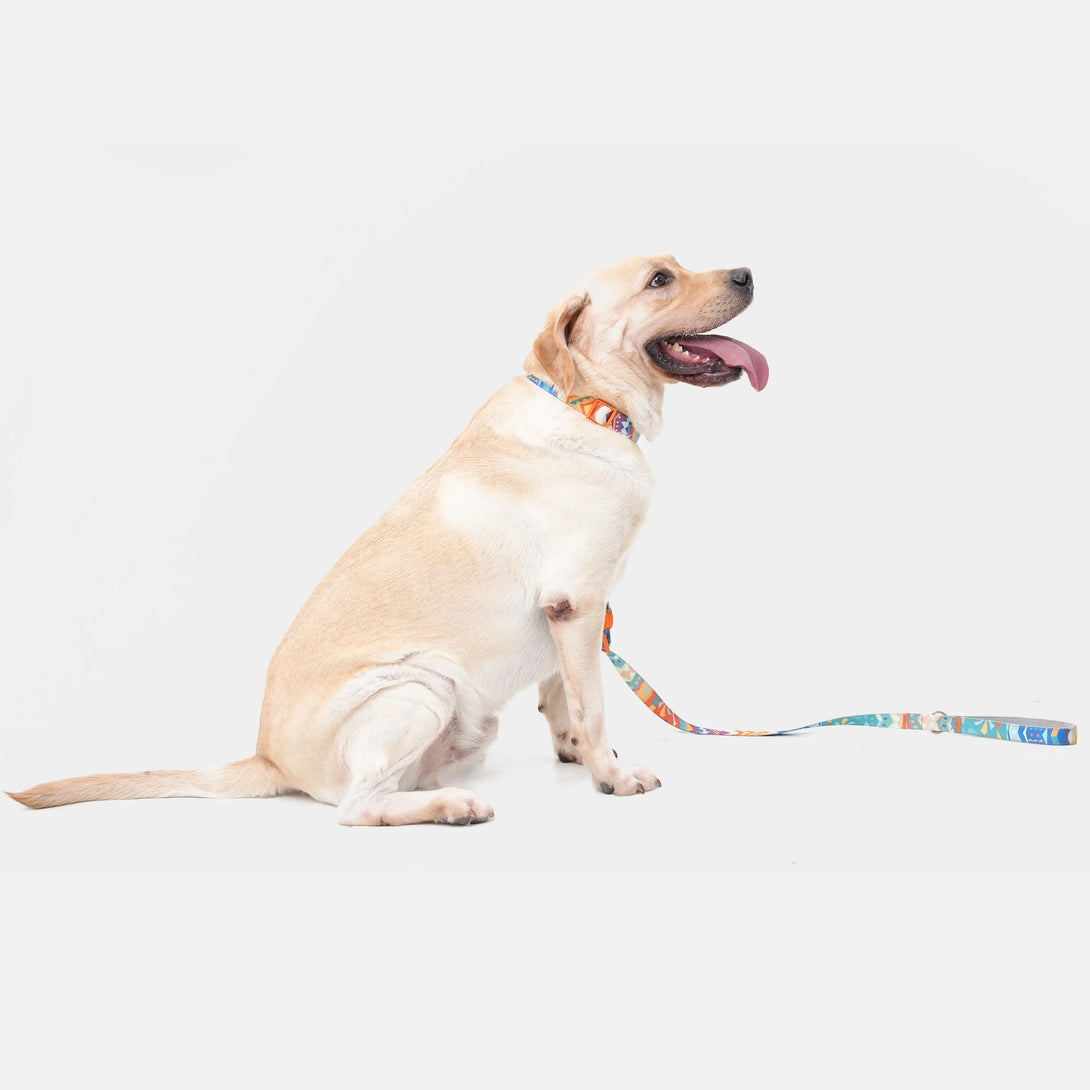 Paw Journeys Adjustable Color-Blocked Dog Leashes Orange-03