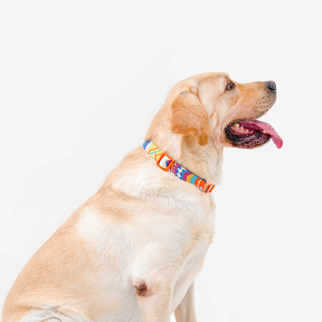 Paw Journeys Bright Color-Blocked Dog Collar Orange-004