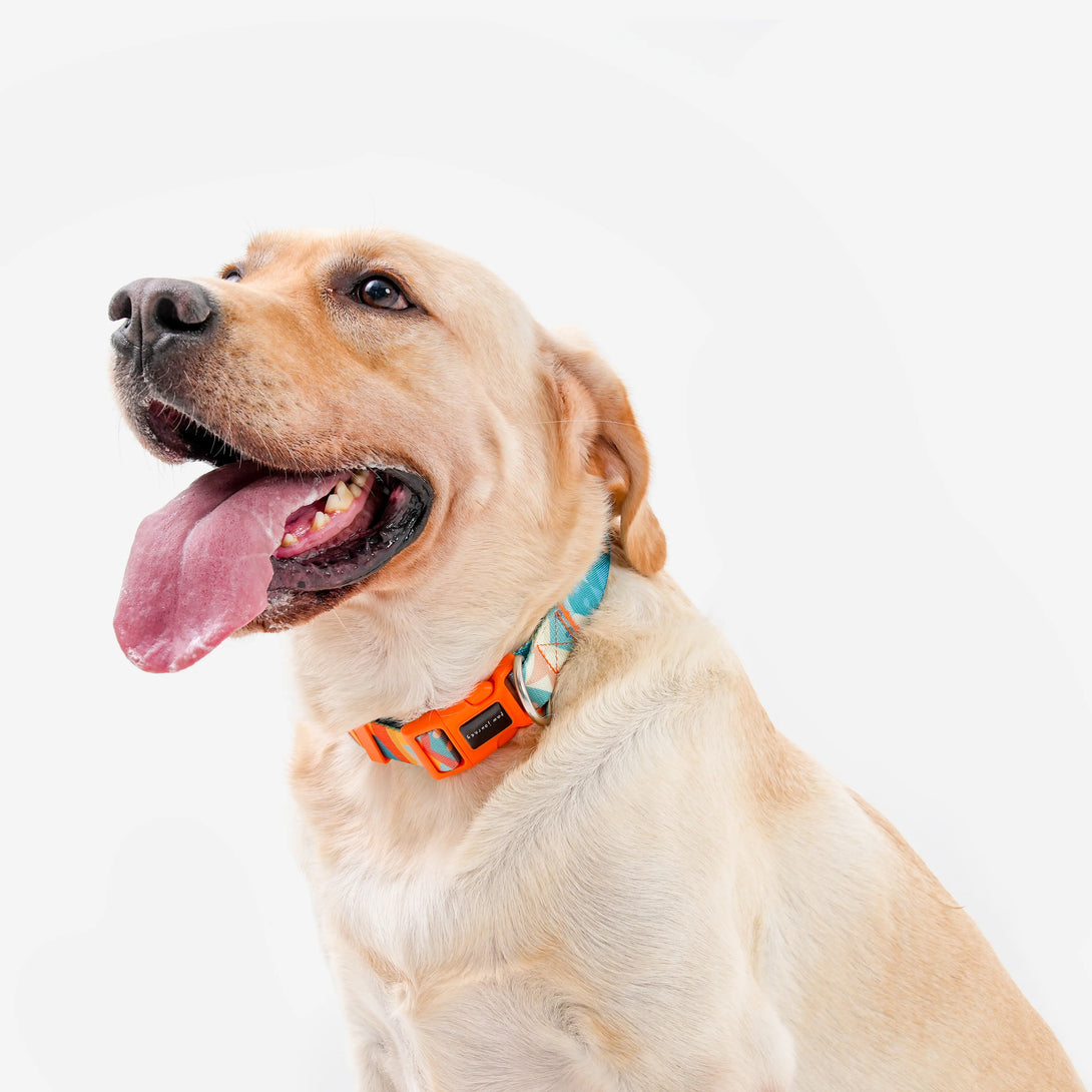Paw Journeys Bright Color-blocked Dog Collar Orange-001