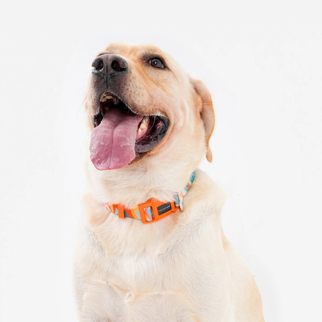 Paw Journeys Bright Color-Blocked Dog Collar Orange-03