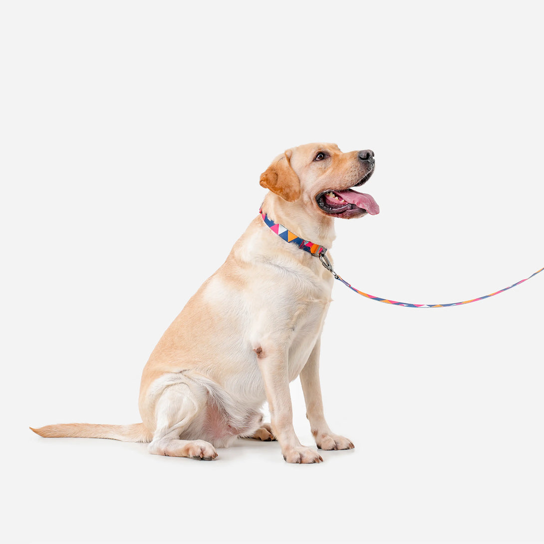 Paw Journeys Colorful Plaid Dog Leash-Reflective Red-02