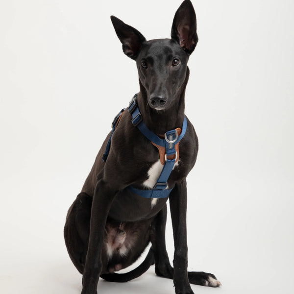 Best 10 No-Choke Harnesses for Small Dogs