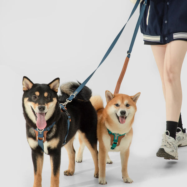 10 Chew Proof Dog Harnesses for Your Active Pup!