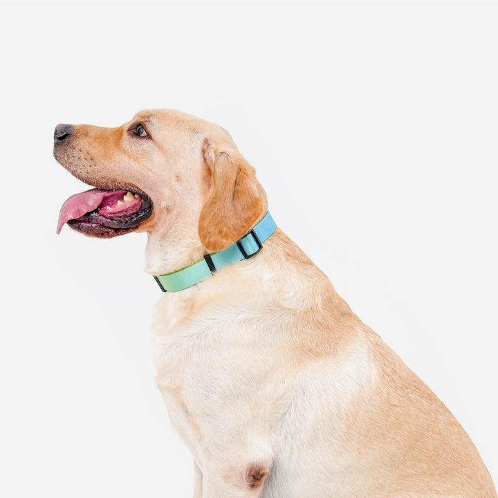 Paw Journeys Gradient Dog Collar Green-01