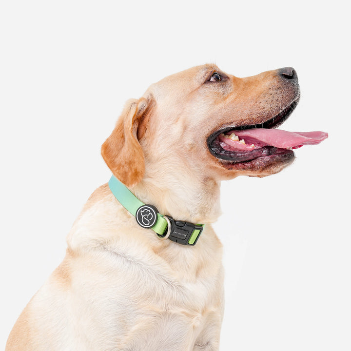 Paw Journeys Gradient Dog Collar Green-02