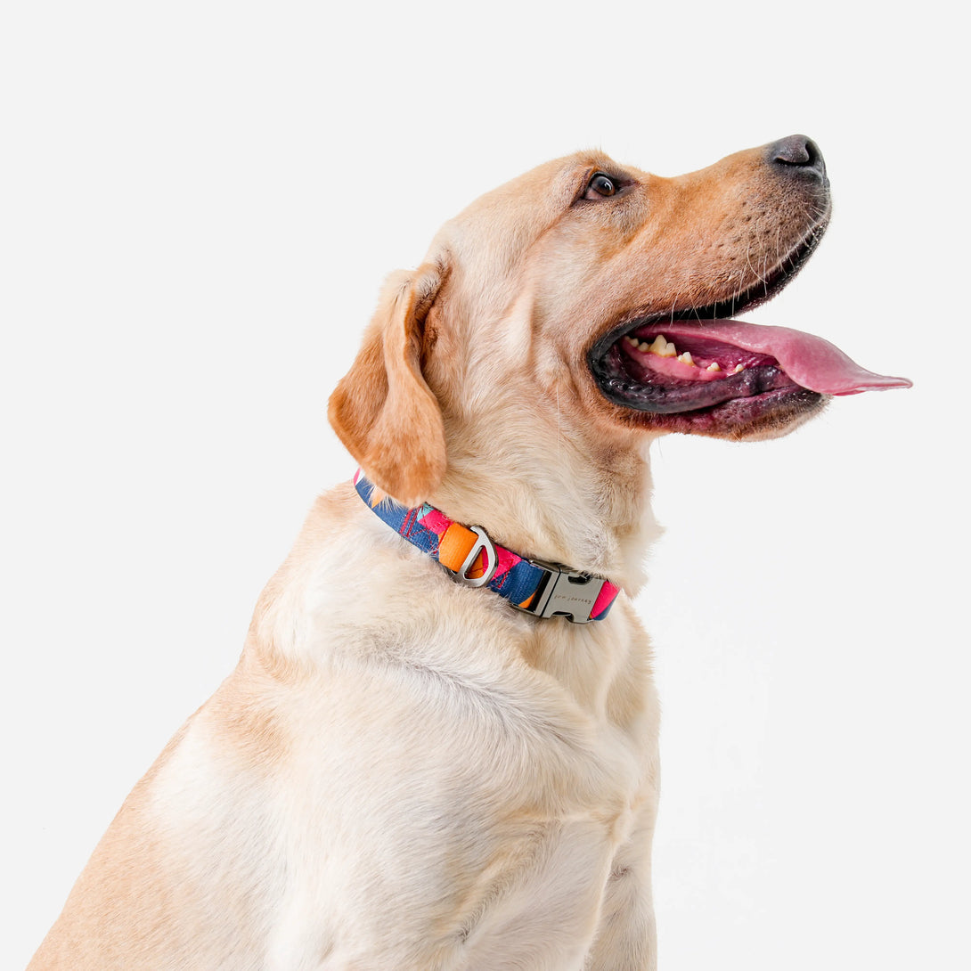 Paw Journeys Metal Buckle Dog Collar Red-02