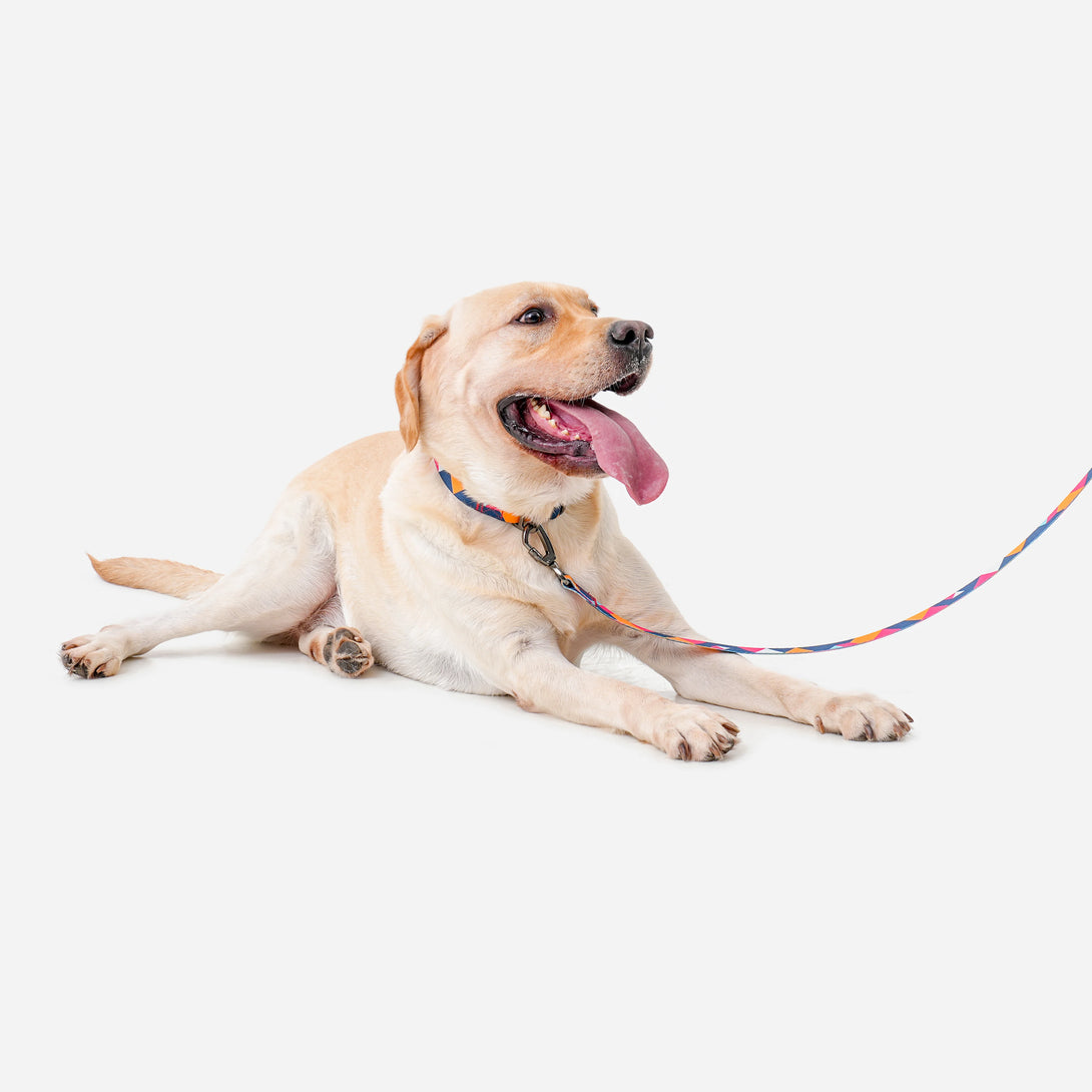 Paw Journeys Metal Buckle Dog Collar Red-03