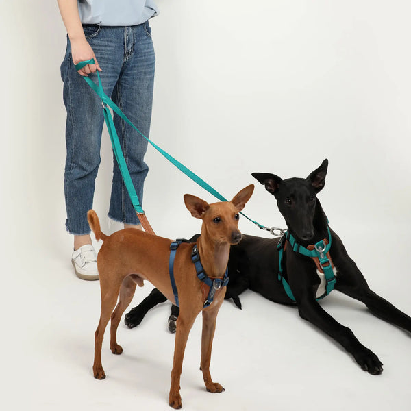 What Size Dog Does a Large Harness Fit?