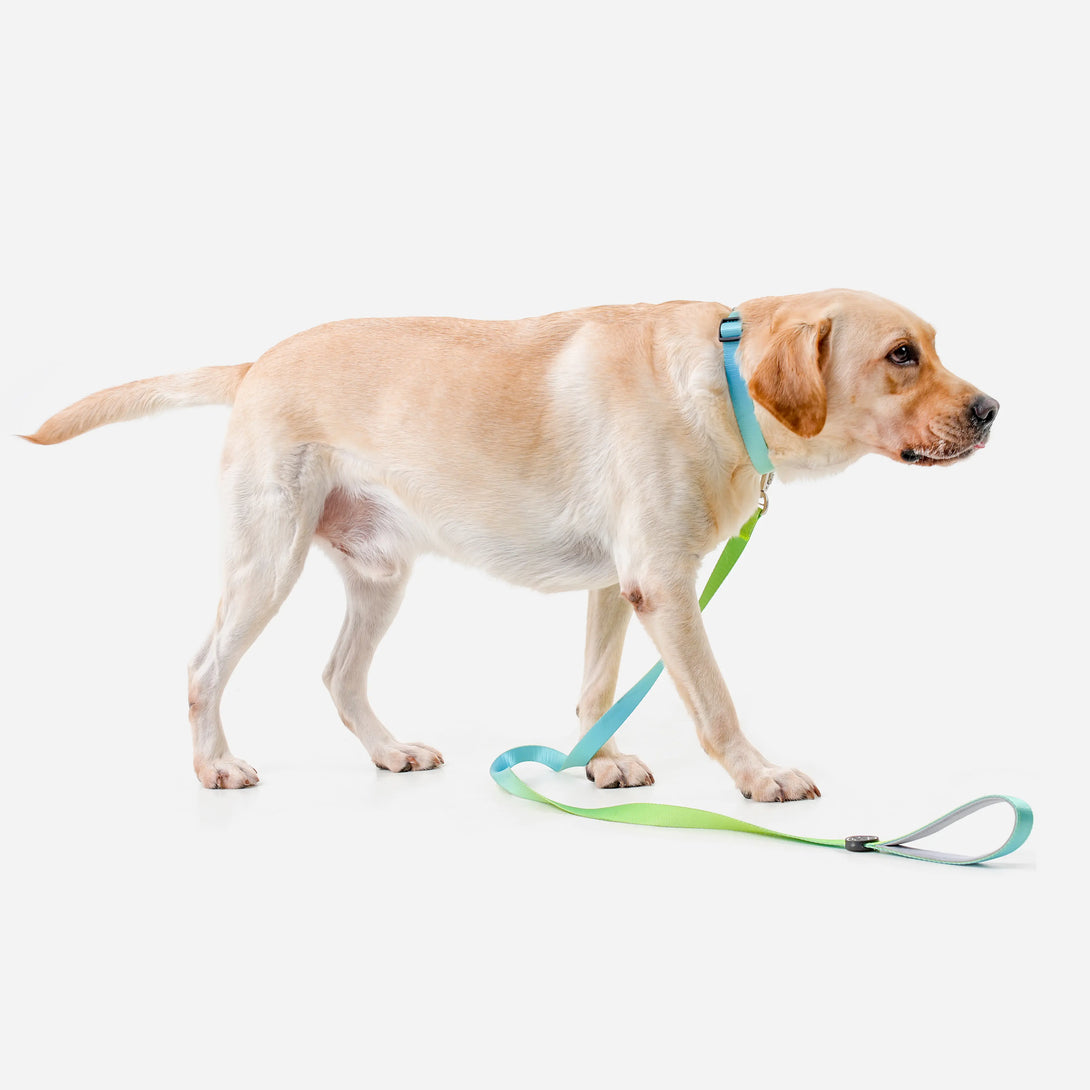 Paw Journeys | Vibrant Gradient Dog Collar & Leash Kits-01