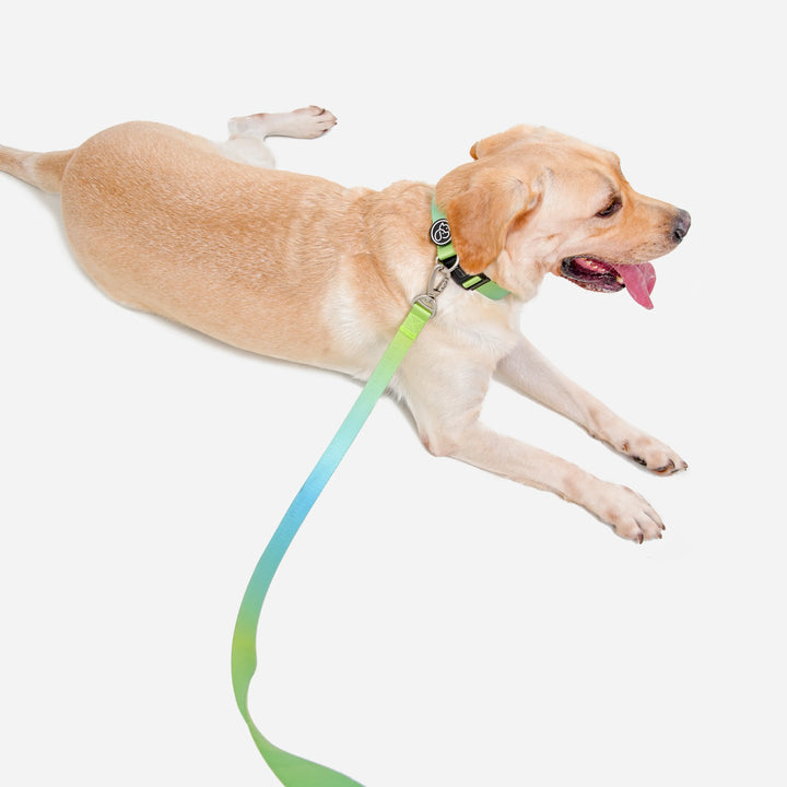 Vibrant Gradient Dog Collar & Leash Kits | Paw Journeys - Paw Journeys