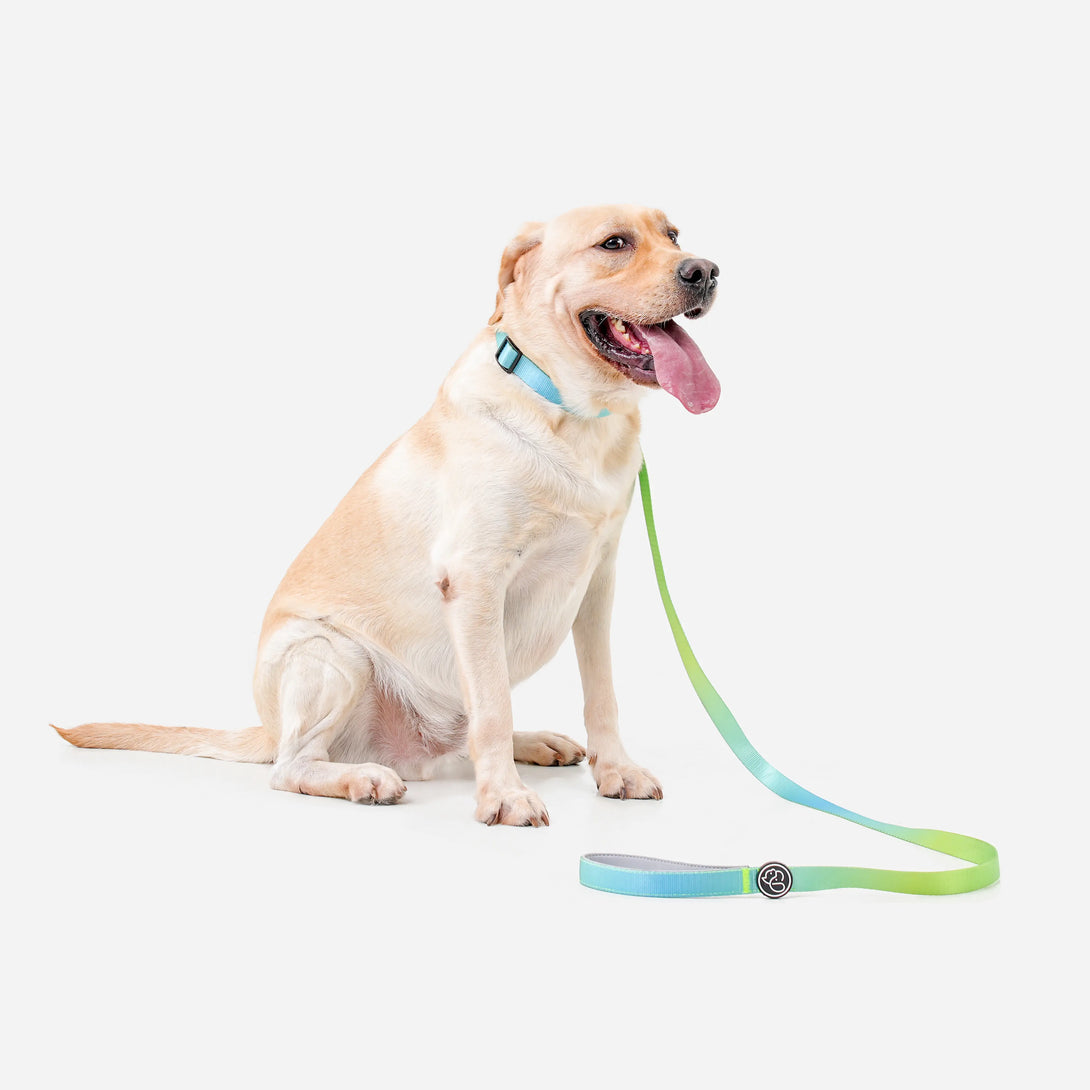 Paw Journeys Vibrant Gradient Dog Collar & Leash Kits Green-04