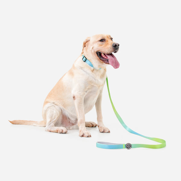 Vibrant Gradient Dog Collar & Leash Kits | Paw Journeys - Paw Journeys